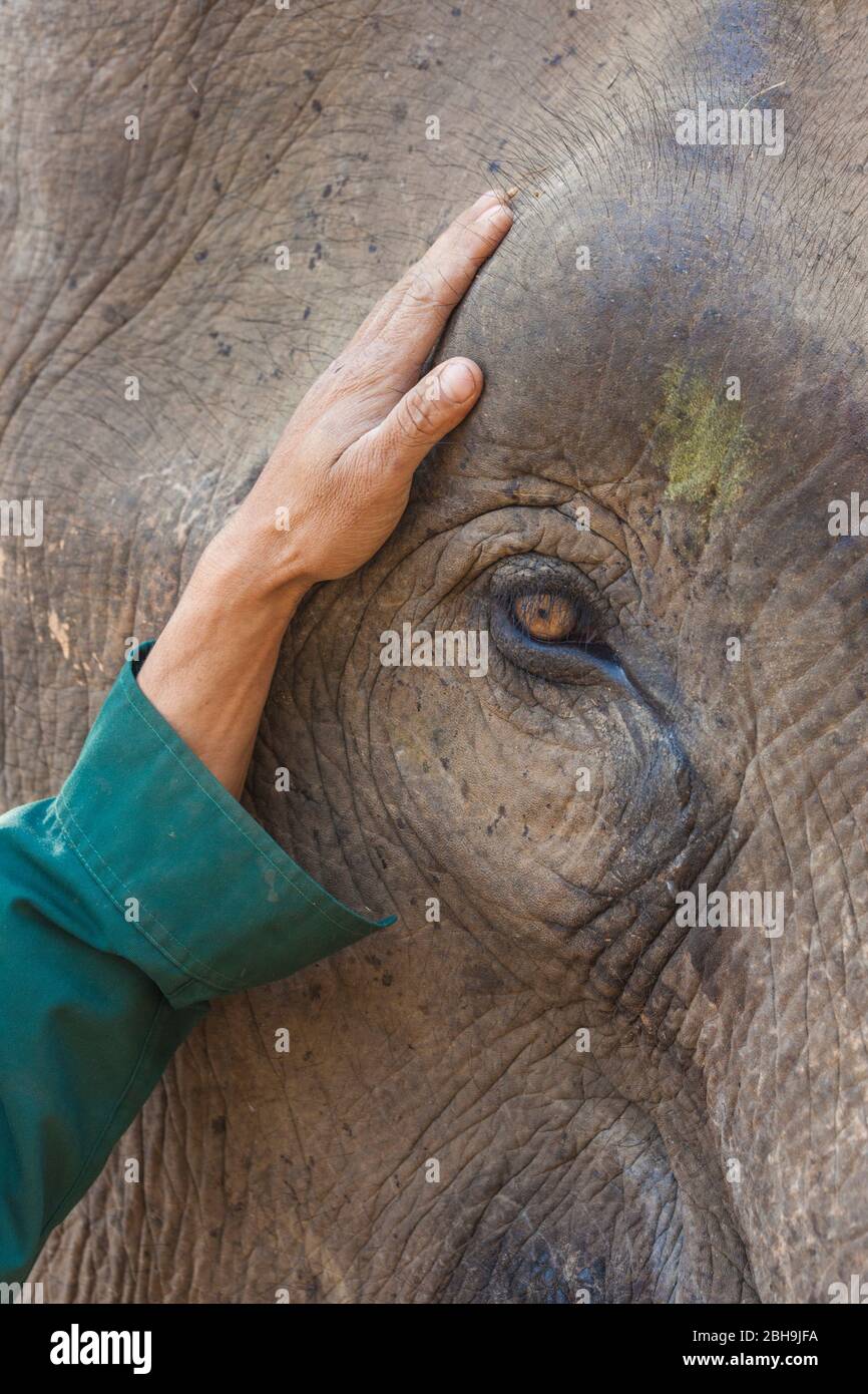 Laos, Sainyabuli, éléphant d'Asie, elephas maxima, oeil d'éléphant Banque D'Images