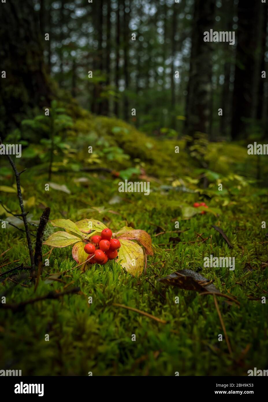 La crackerberry rouge sur un sol de mousse verte sous un jour pluvieux, dans une forêt de conifères, Canada Banque D'Images