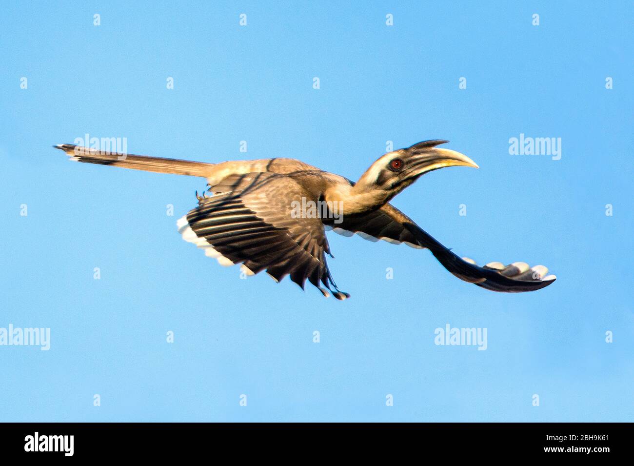 ALABAR charme gris (Ocyceros griseus) en vol, Inde Banque D'Images