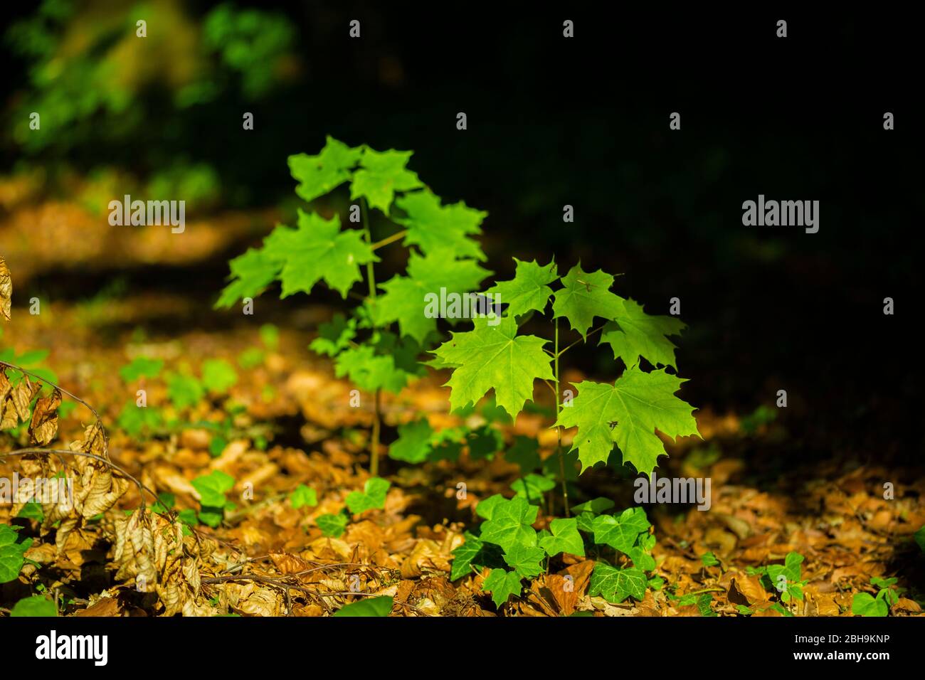 jeunes arbres dans la forêt Banque D'Images