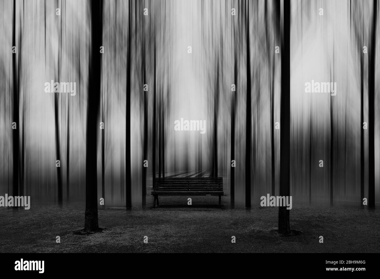 Banc dans la forêt, arbres, hors de l'attention, aliénés, b / W. Banque D'Images