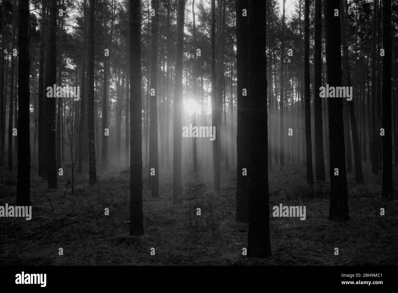 Lever de soleil dans la forêt en automne Banque D'Images