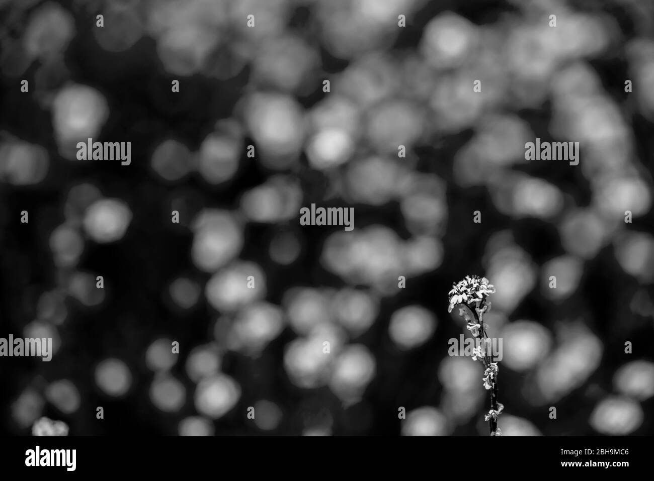 bokeh forêt et fleurs de prairie Banque D'Images