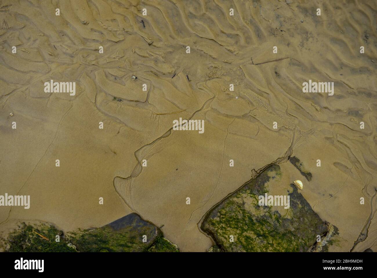 Le fond de la mer à marée basse dans la mer du nord Banque D'Images