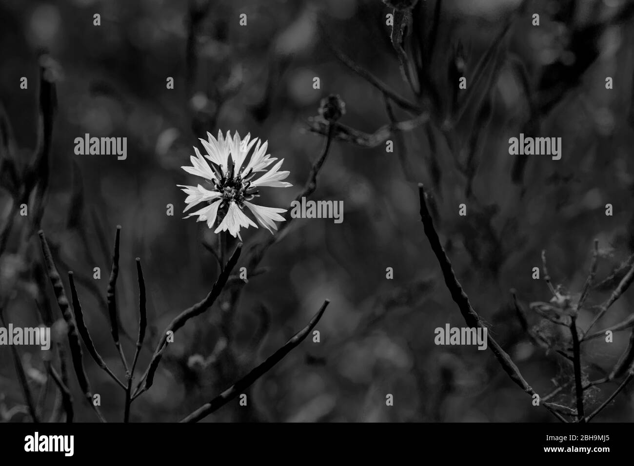 bokeh forêt et fleurs de prairie Banque D'Images