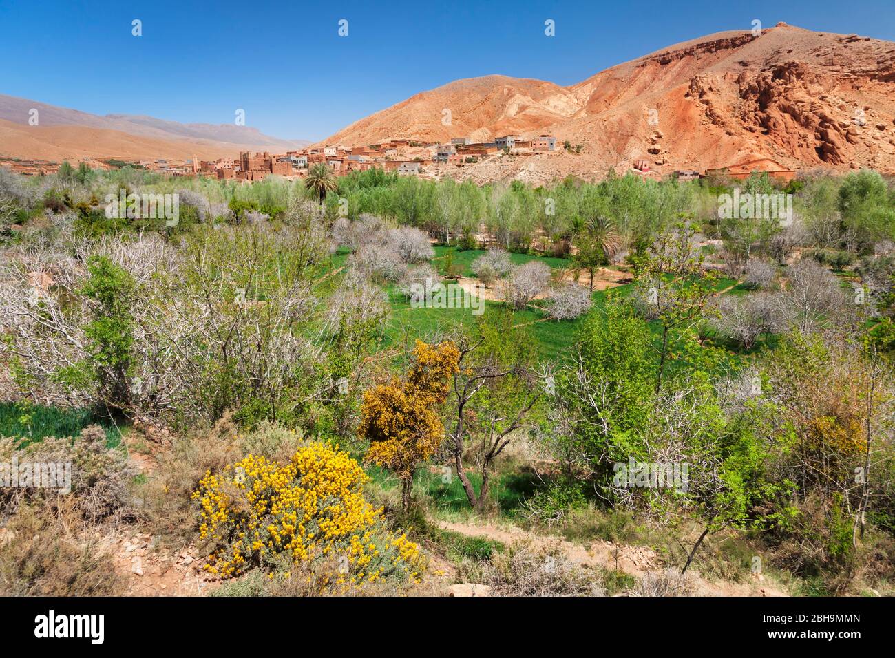 Dadestal bei ait-Ali im Frühling, Atlas, Marokko, Al-Magagin, Afrika, Banque D'Images