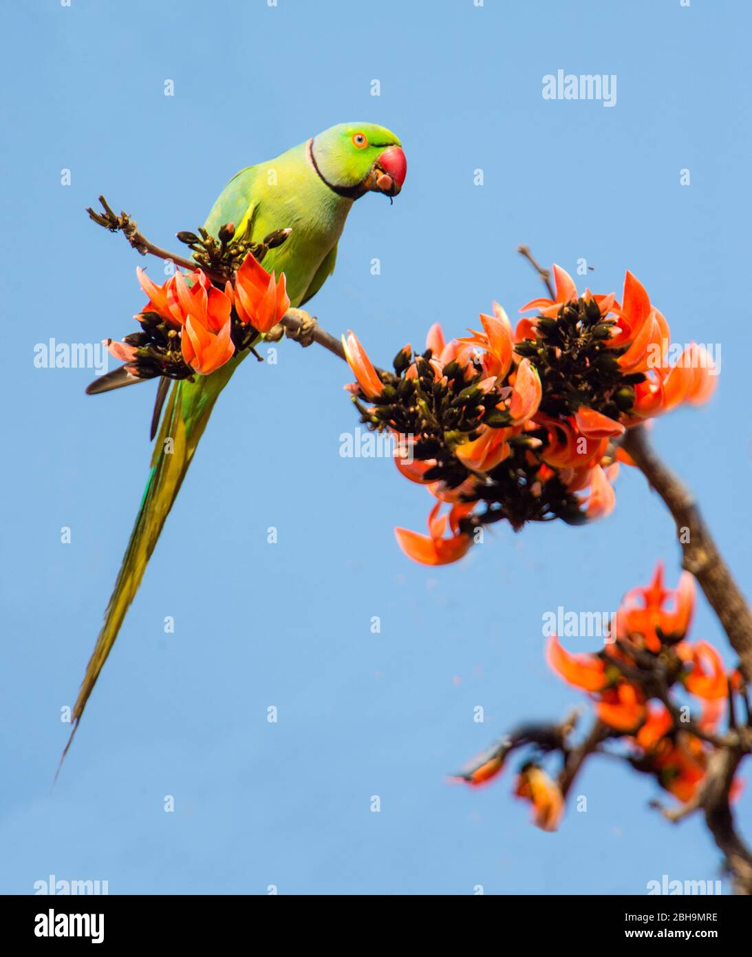 Pakeet rosé (Psittacula krameri) perché sur branche, Inde Banque D'Images