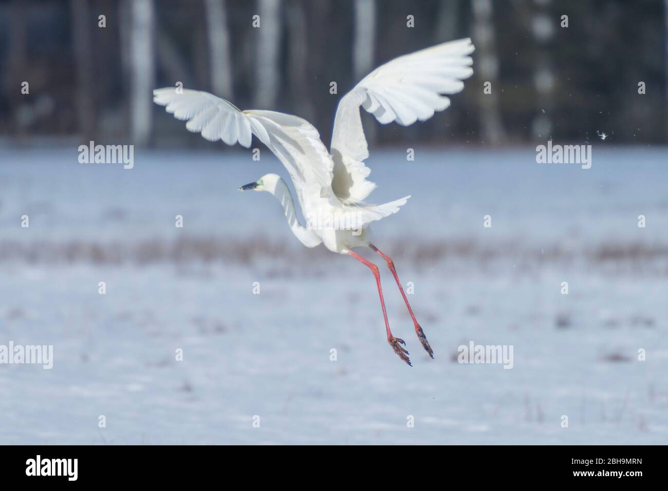 Grande Aigrette en vol Banque D'Images