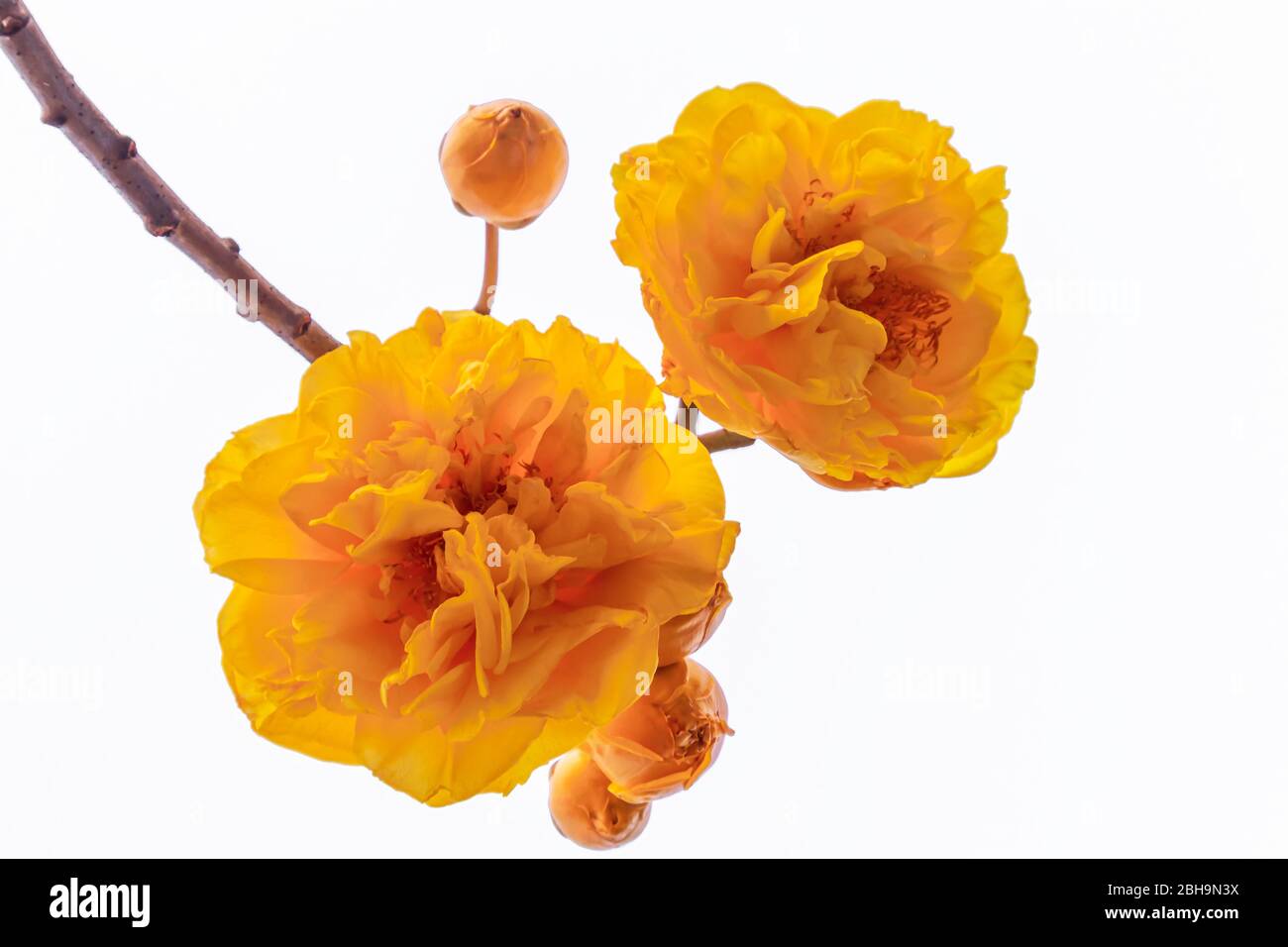 Fleur de cotton en soie jaune ou en regium de cochlospermum, isolée sur fond blanc. Banque D'Images