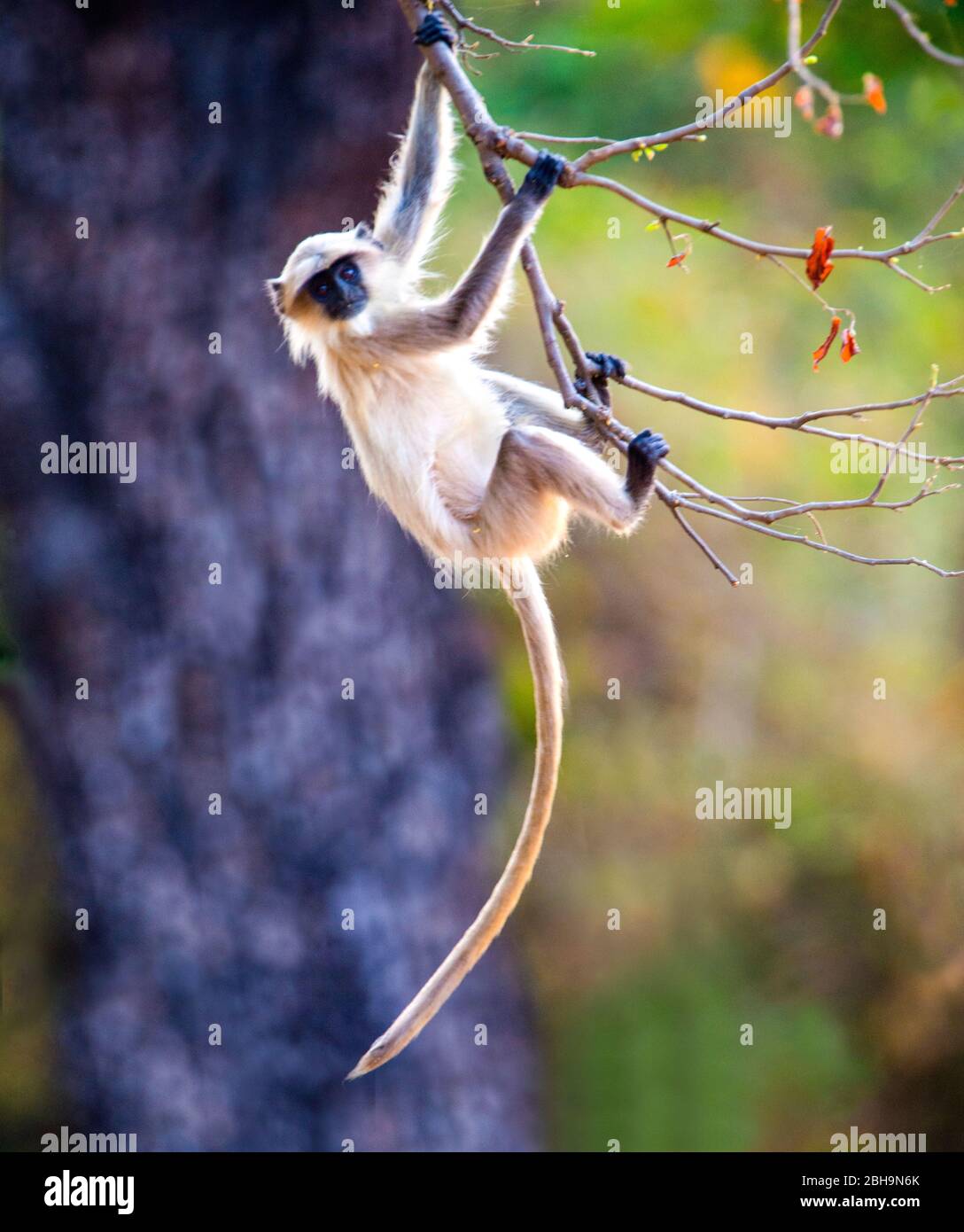 Singe Langur accroché à la branche d'arbre, Inde Photo Stock - Alamy