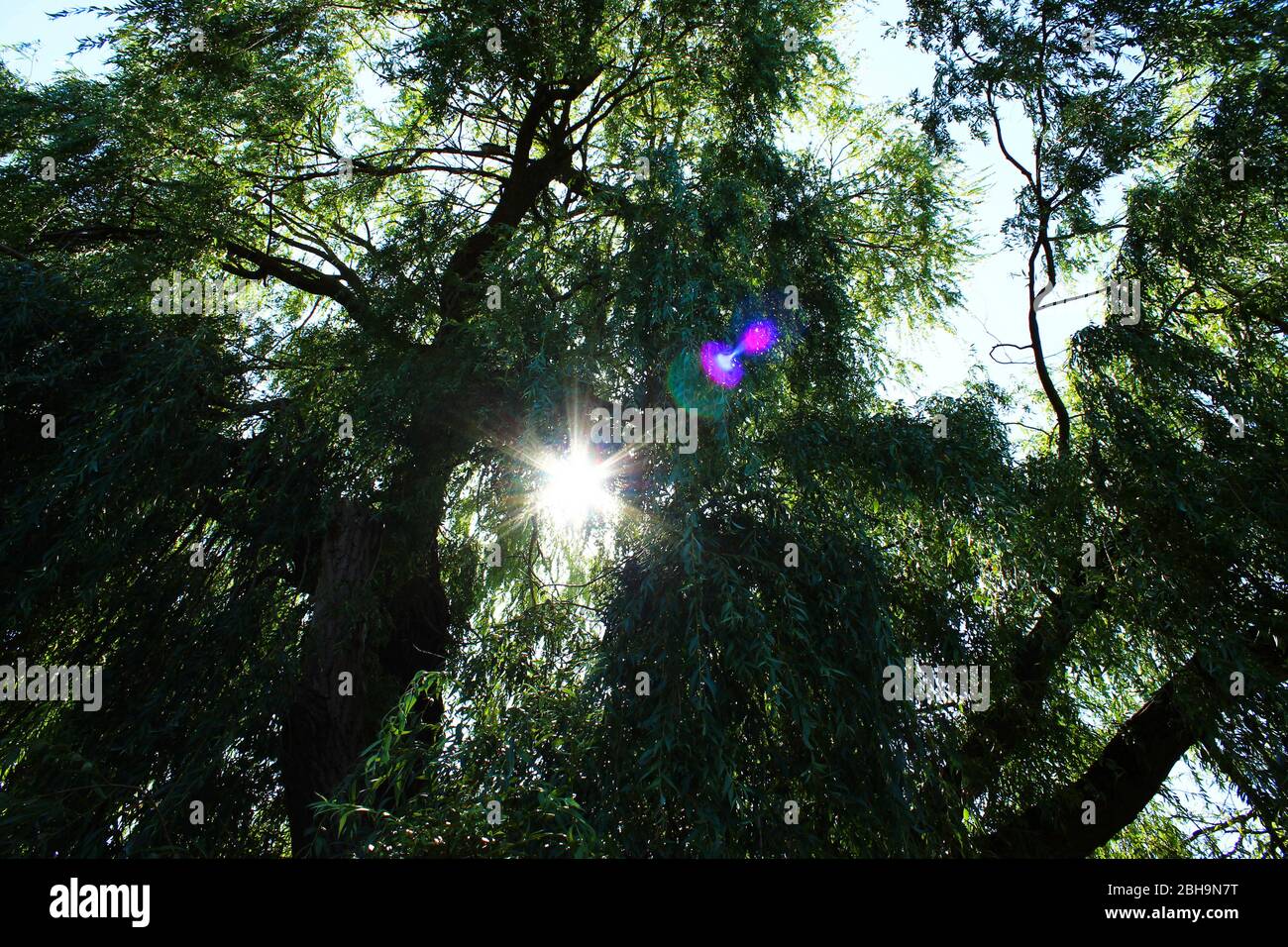 Arbre, perspective de grenouille, rétro-éclairage Banque D'Images