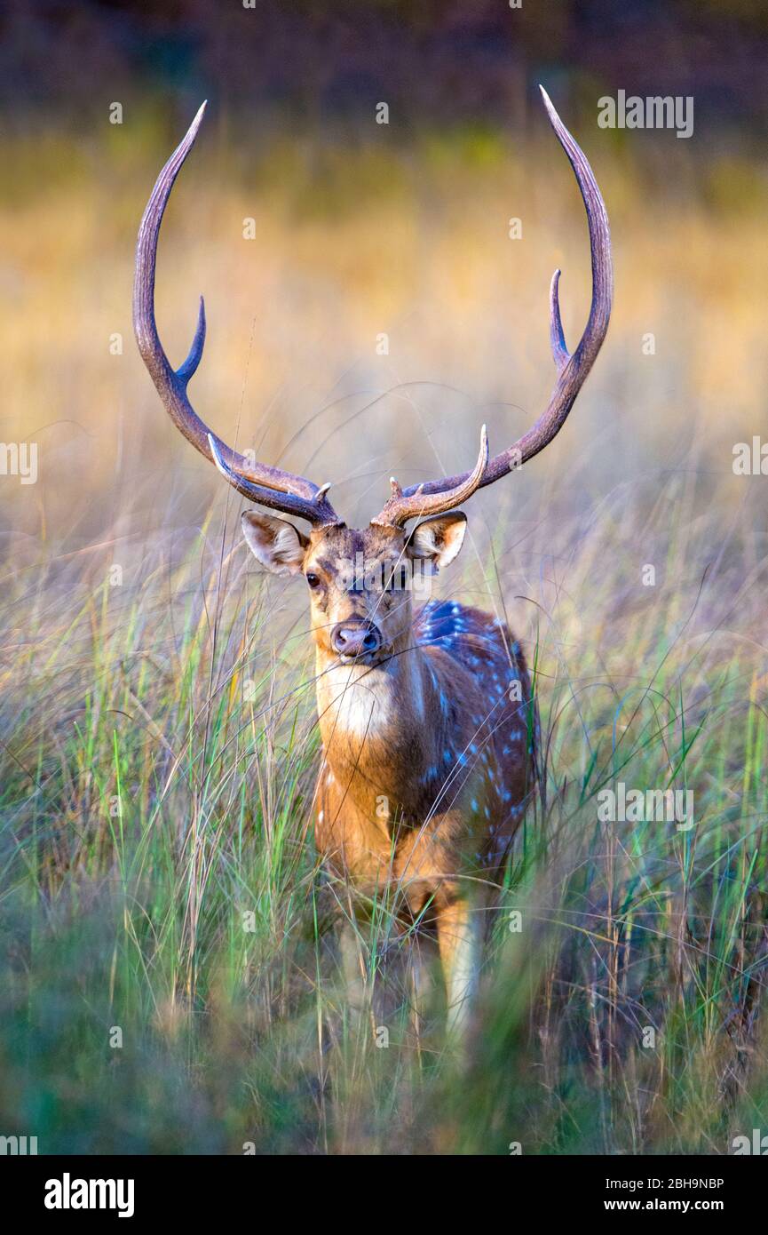 Cerf à pois debout dans de grandes herbes, Inde Banque D'Images