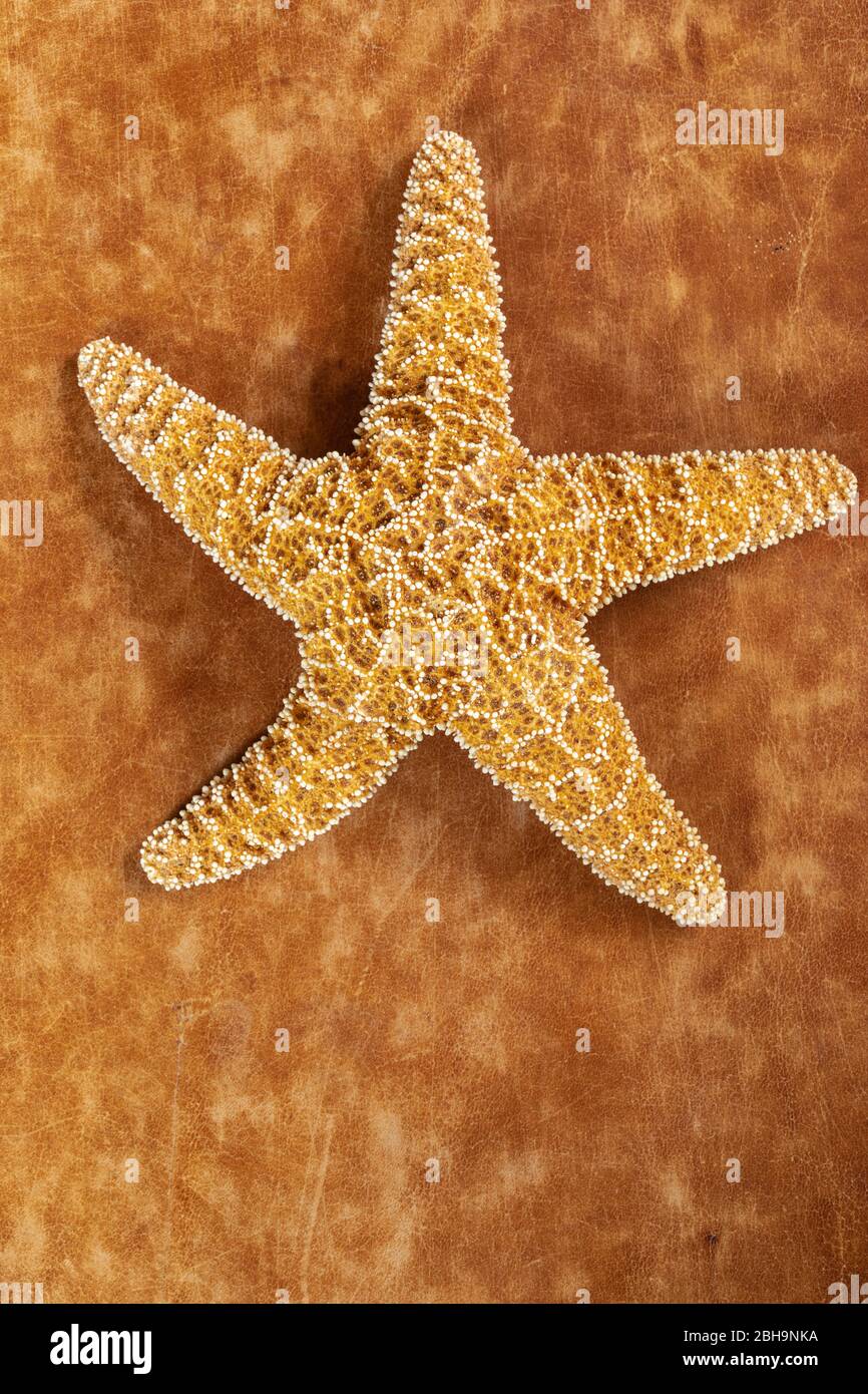 Starfish, plage, maritime Banque D'Images