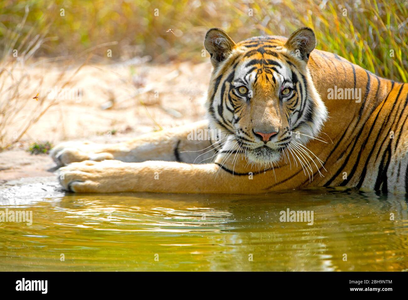 Gros plan sur le tigre du Bengale, Inde Banque D'Images