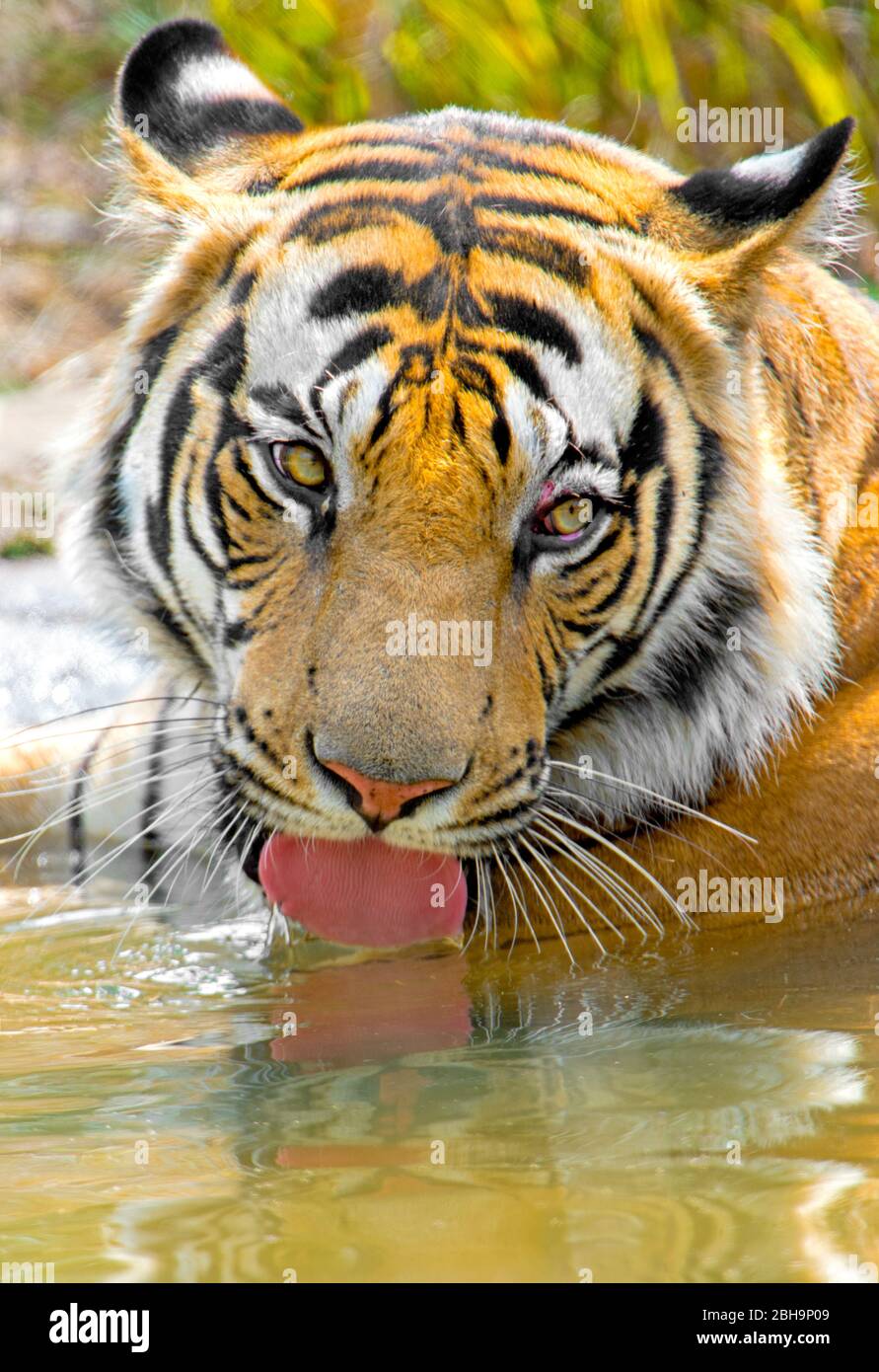 Gros plan sur l'eau potable du tigre du Bengale, Inde Banque D'Images