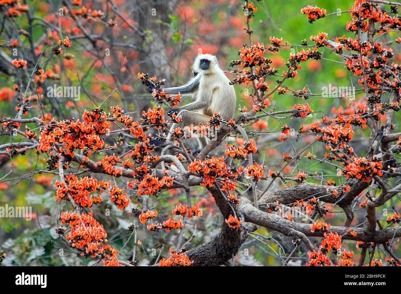 Singe Langur assis sur arbre, Inde Banque D'Images