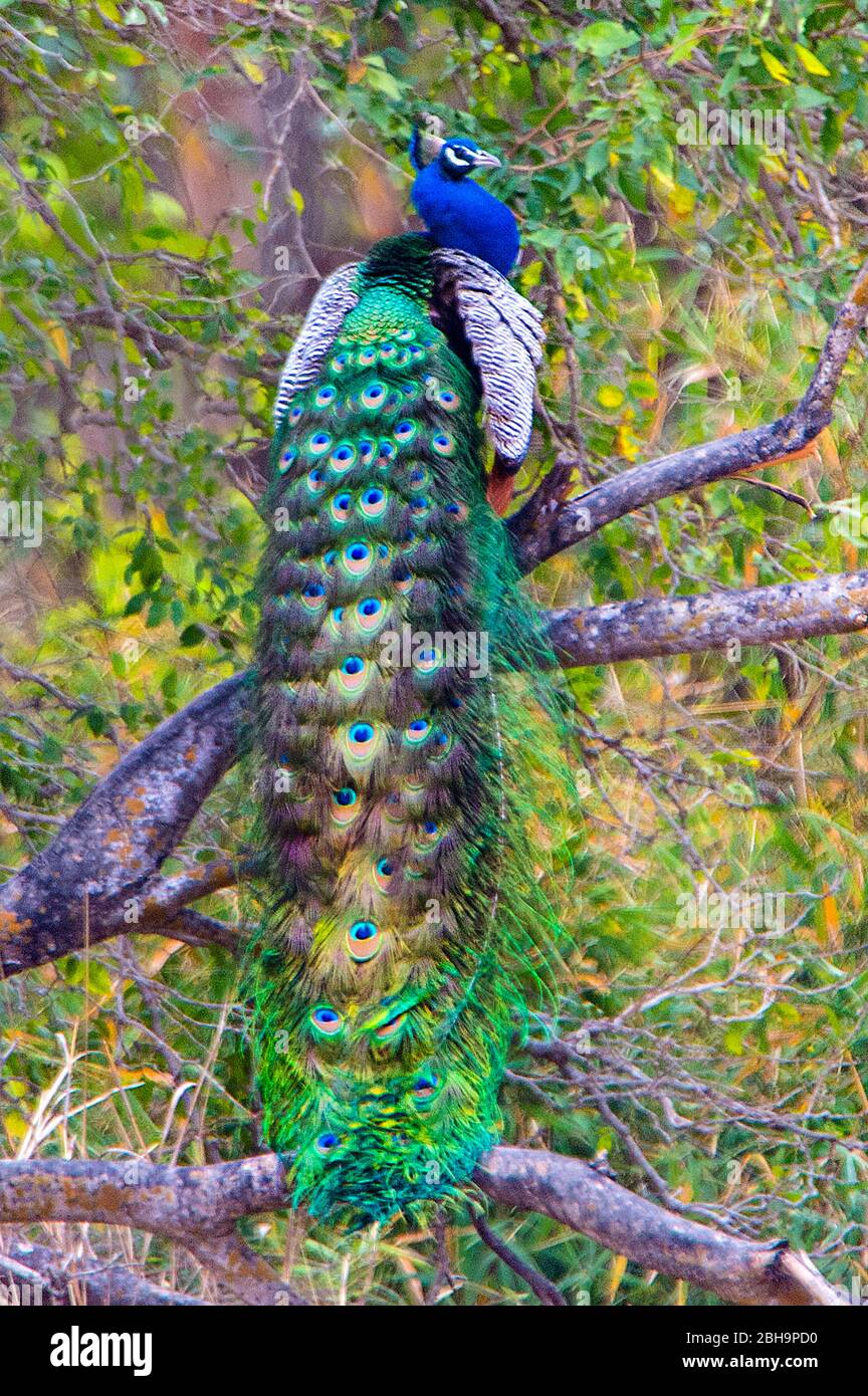Peacock perché sur la branche d'arbre, Inde Banque D'Images