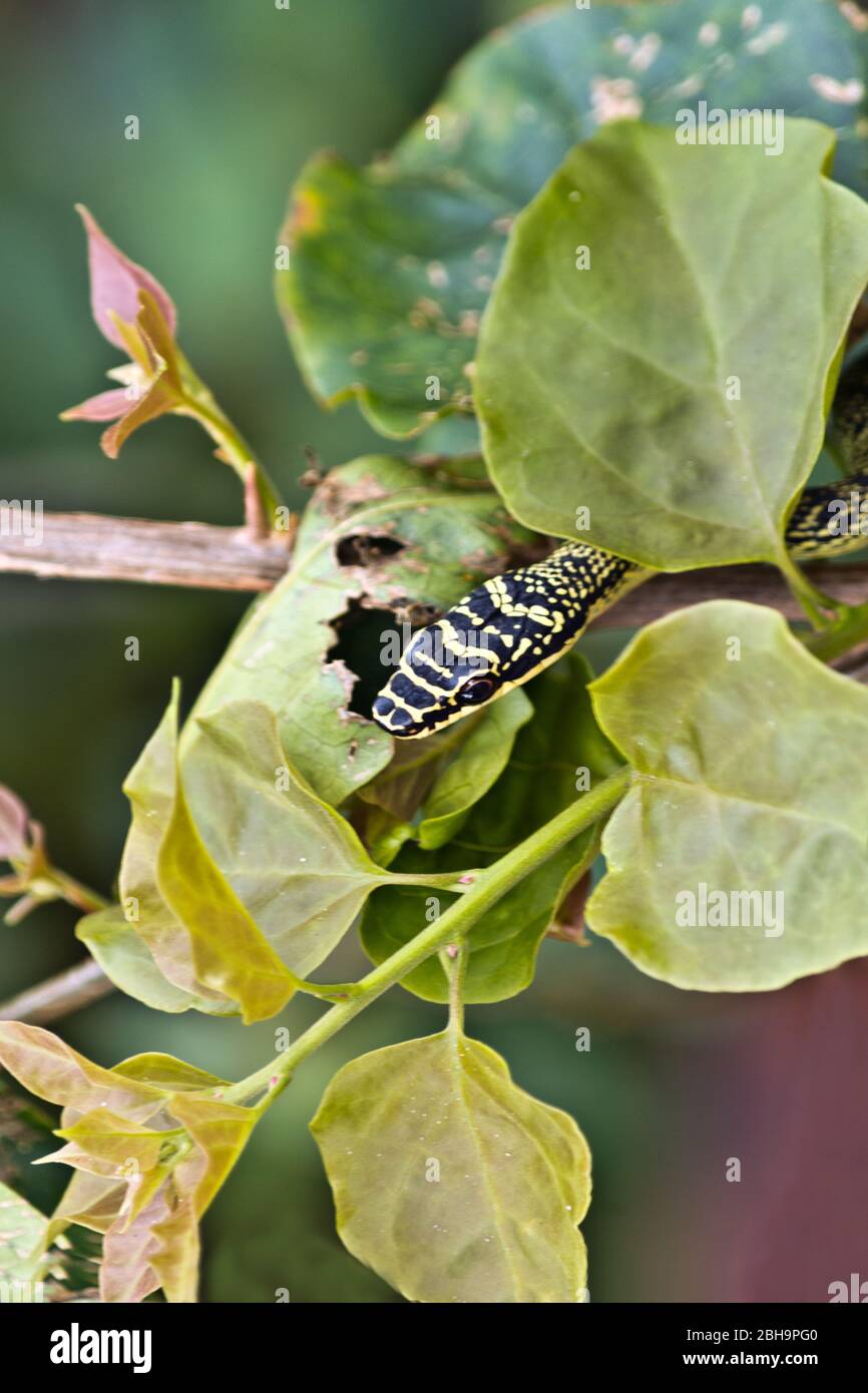 Serpent d'arbre doré (Chrysopelea ornata) sur un arbre à l'île de Koh Phi Phi, Thaïlande, Asie Banque D'Images