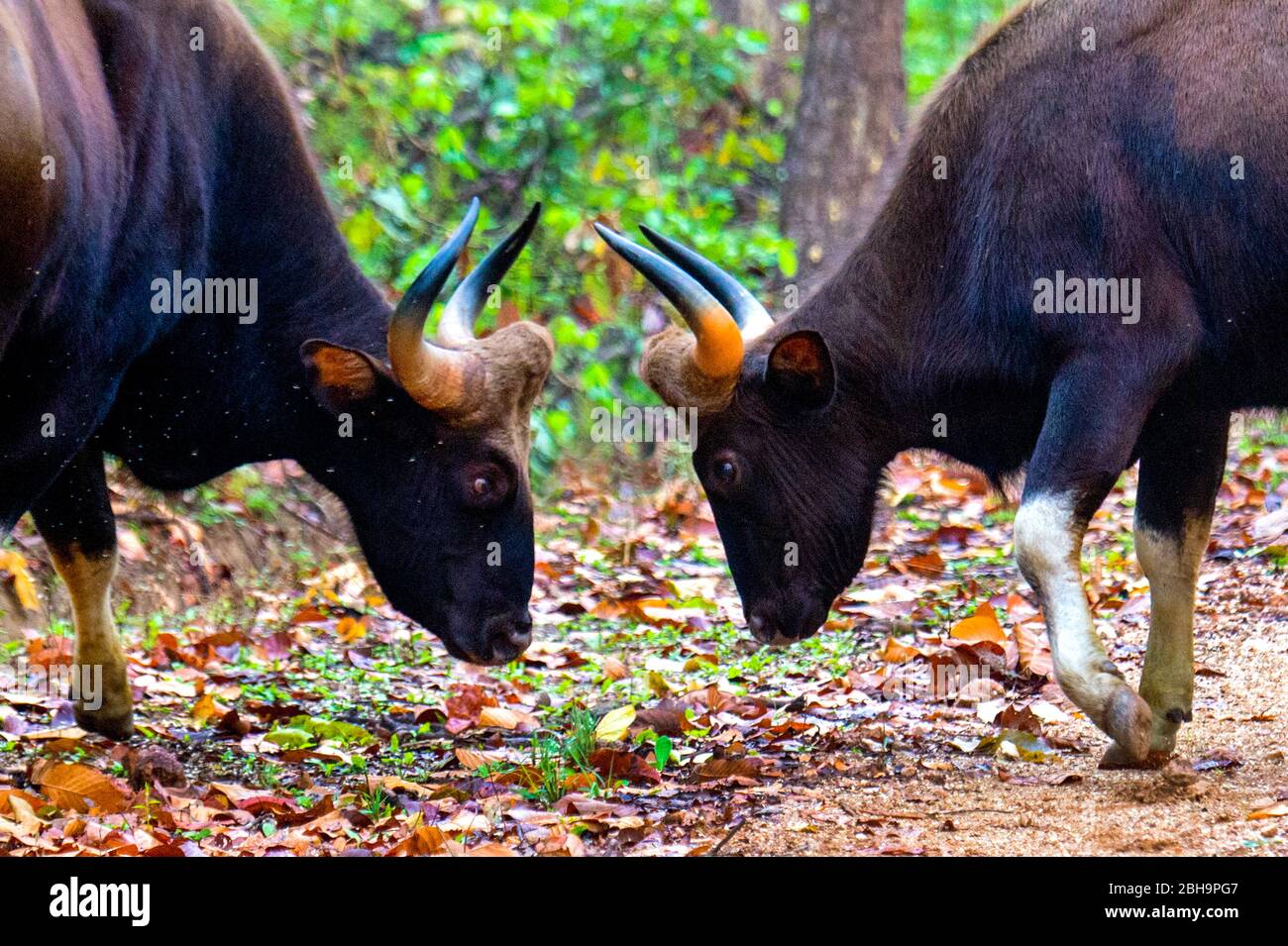 Deux geurs (bison indien), Inde Banque D'Images