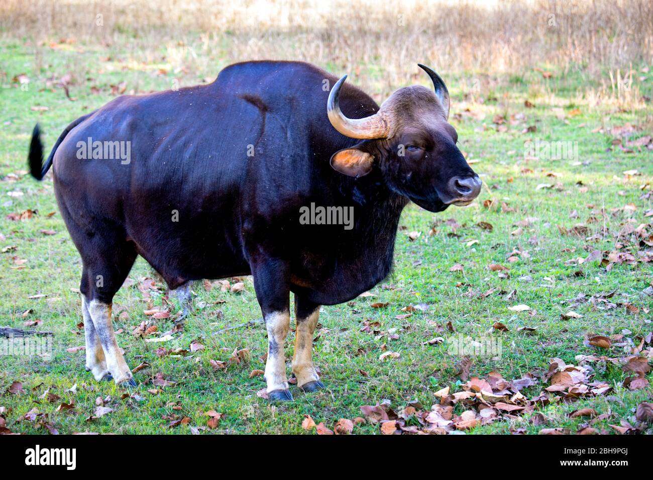 Vue latérale du gaur (bison des Indiens), Inde Banque D'Images