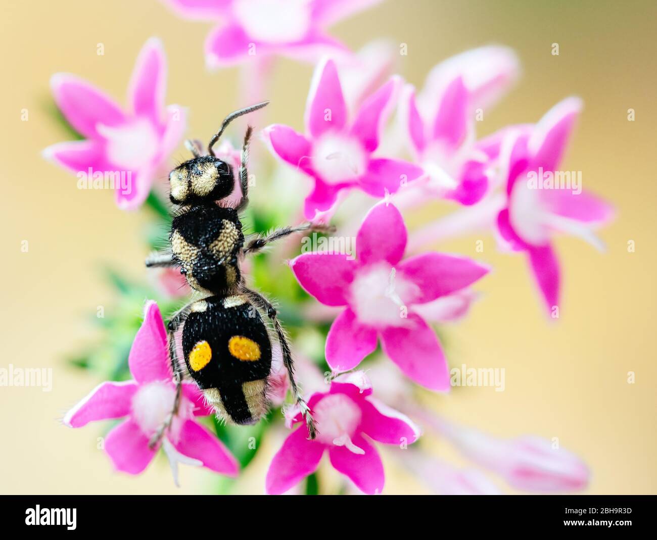 Les Mutillidae sont une famille de plus de 7,000 espèces de guêpes dont les femelles sans aigres ressemblent à de grands fourmis poilues. Banque D'Images