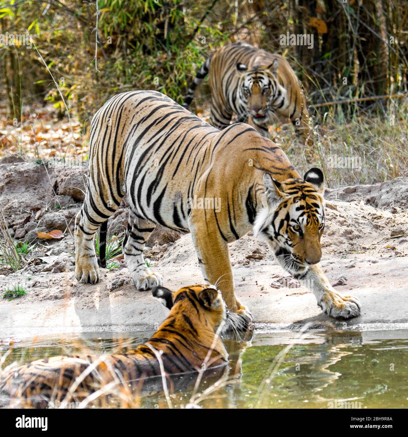 Tigres du Bengale dans la nature, Inde Banque D'Images