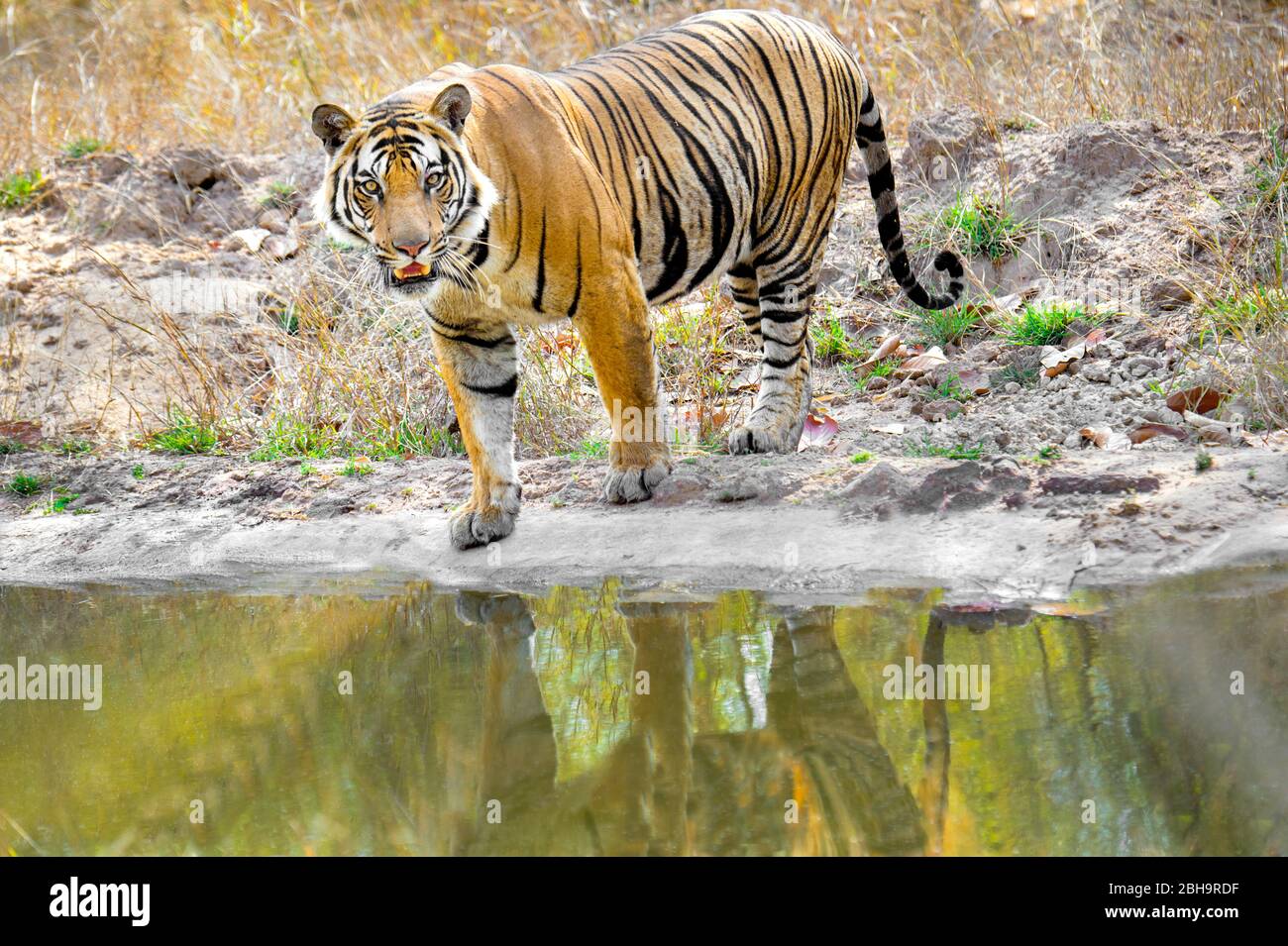 Tigre du Bengale debout par l'eau, Inde Banque D'Images