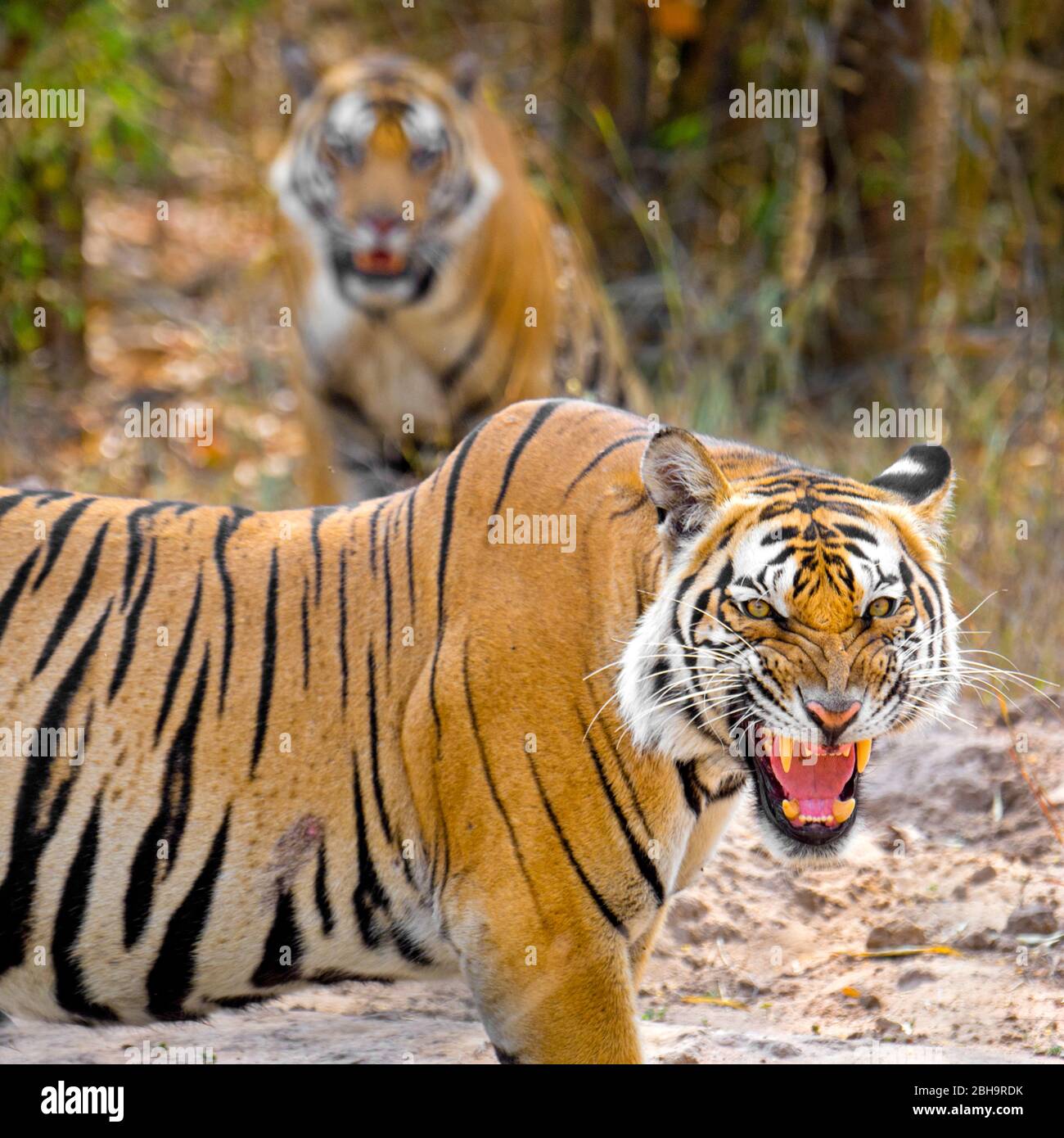 Gros plan sur le tigre du Bengale, Inde Banque D'Images