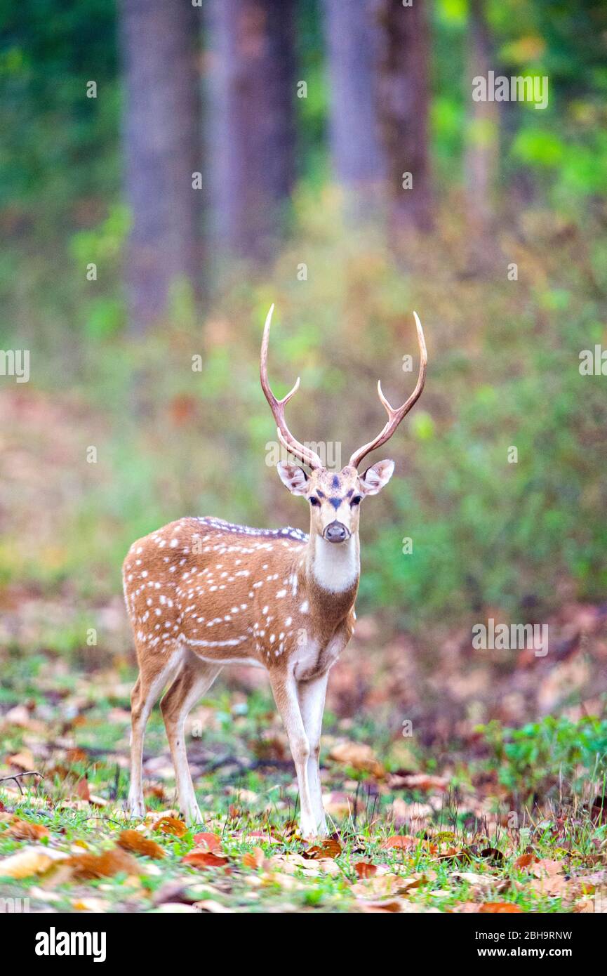 Cerf à pois regardant l'appareil photo, Inde Banque D'Images