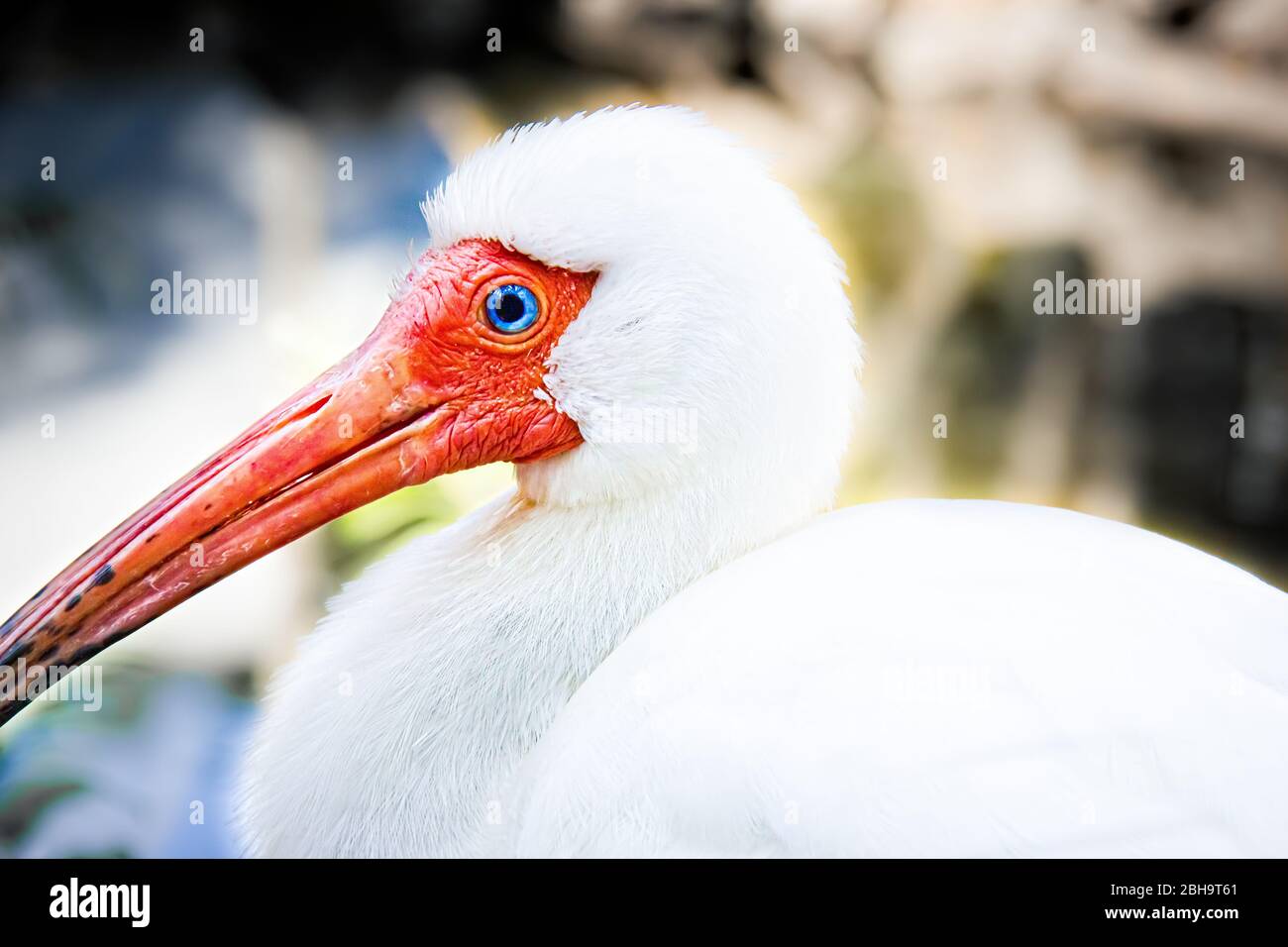 Ibis blanc américain dans les Everglades Banque D'Images