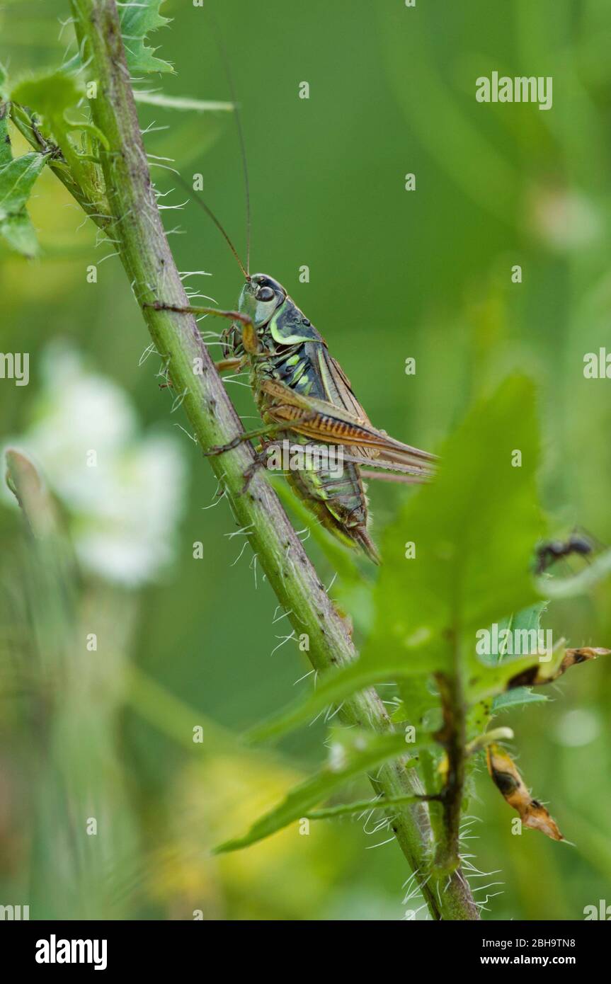 Bite-Cricket de Roesel, Metrioptera roeselii, femme, dans une usine de Berlin, Allemagne Banque D'Images