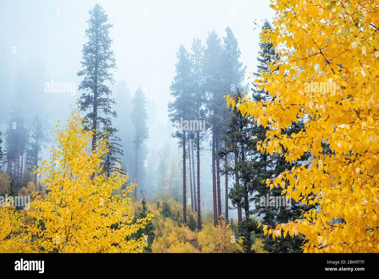 Vue sur les arbres d'automne sur la forêt, Leavenworth, Washington, États-Unis Banque D'Images
