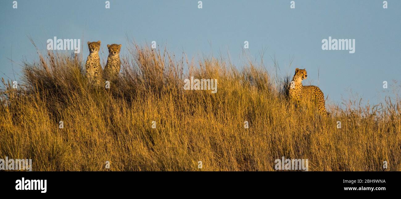 Vue sur trois cheetahs (Acinonyx jubatus) se tenant sur une colline en herbe, Kgalagadi TransFrontier Park, Namibie Banque D'Images