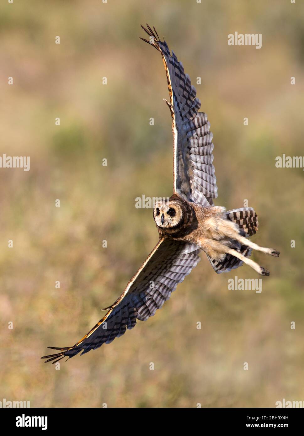 Gros plan sur la chouette des marais (ASIO capensis) en vol, zone de conservation de Ngorongoro, Tanzanie Banque D'Images