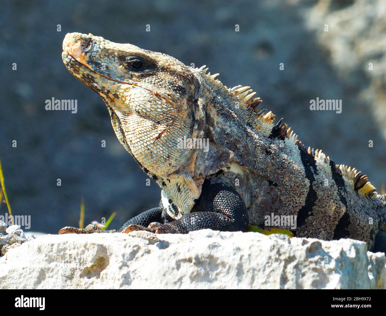 Ctenoaura similis, communément appelé iguana à queue épineuse noire, iguana noire ou ctenosaure noire, est un lézard originaire du Mexique et de l'Amérique centrale qui a été introduit en Floride Banque D'Images
