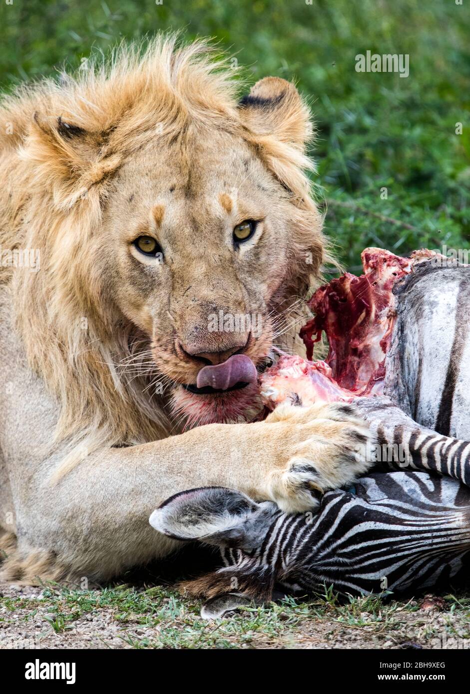 Gros plan sur le lion (Panthera leo) manger du zébra, Ngorongoro conservation Area, Tanzanie, Afrique Banque D'Images