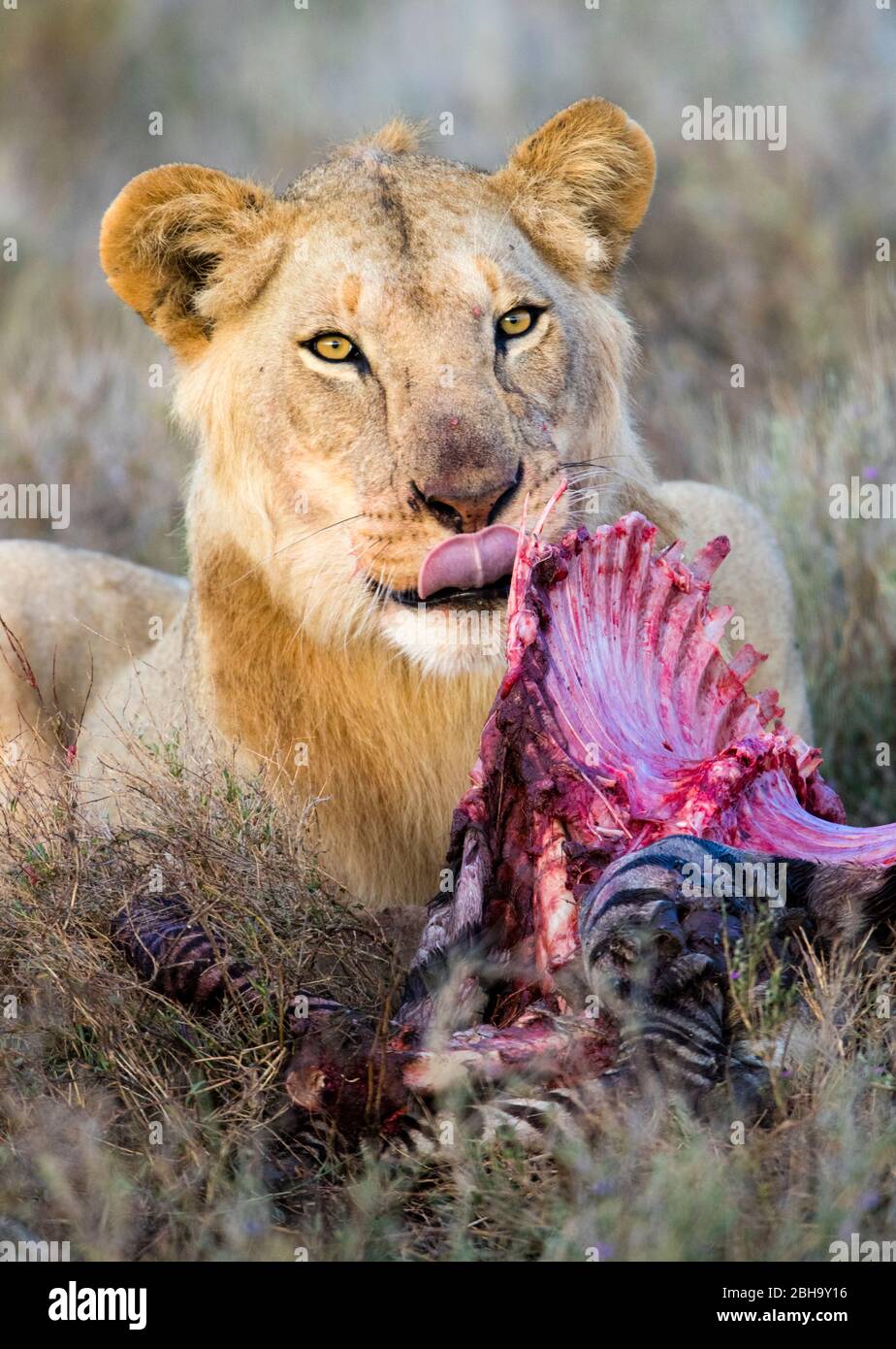 Près de la lioness (Panthera leo) manger du zébra, Ngorongoro conservation Area, Tanzanie, Afrique Banque D'Images