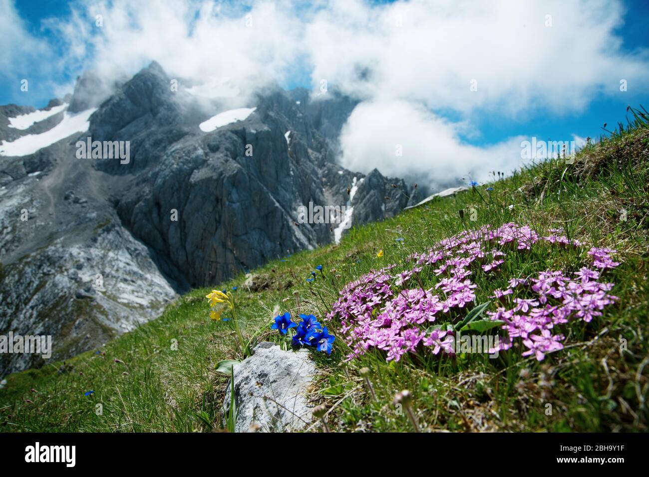 Fleurs de montagne, gentiane, Wetterstein, Bavière, Allemagne Banque D'Images