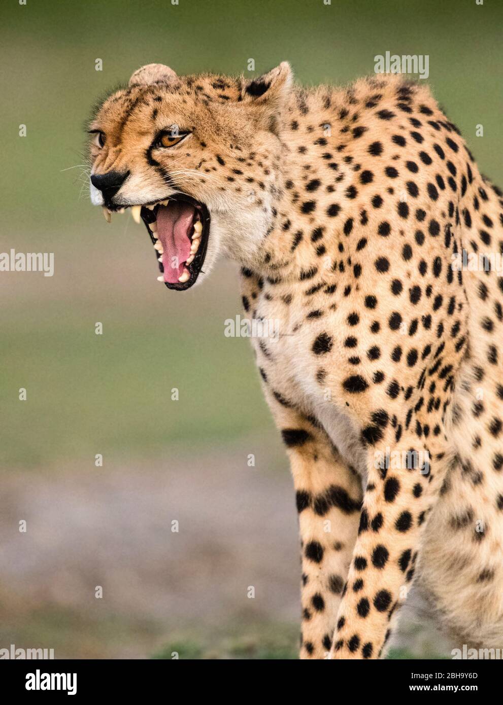 Près de cheetah (Acinonyx jubatus) , zone de conservation de Ngorongoro, Tanzanie, Afrique Banque D'Images