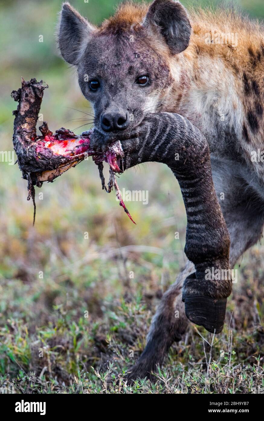 Portrait de la Hyena tachetée (Crocuta crocuta) avec la jambe animale sur la bouche, zone de conservation de Ngorongoro, Tanzanie, Afrique Banque D'Images Portrait de la Hyena tachetée (Crocuta crocuta) avec la jambe animale sur la bouche, zone de conservation de Ngorongoro, Tanzanie, Afrique Banque D'Images