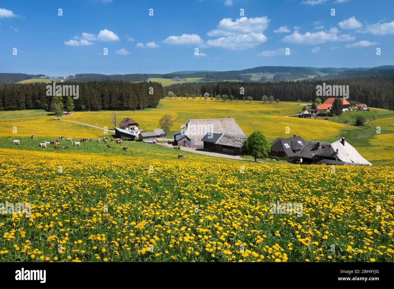 Blick über den Oberfallengrundhof zum Unterfallengrundhof im Frühjahr, Gütenbach, Schwarzwald, Bade-Wurtemberg, Allemagne Banque D'Images