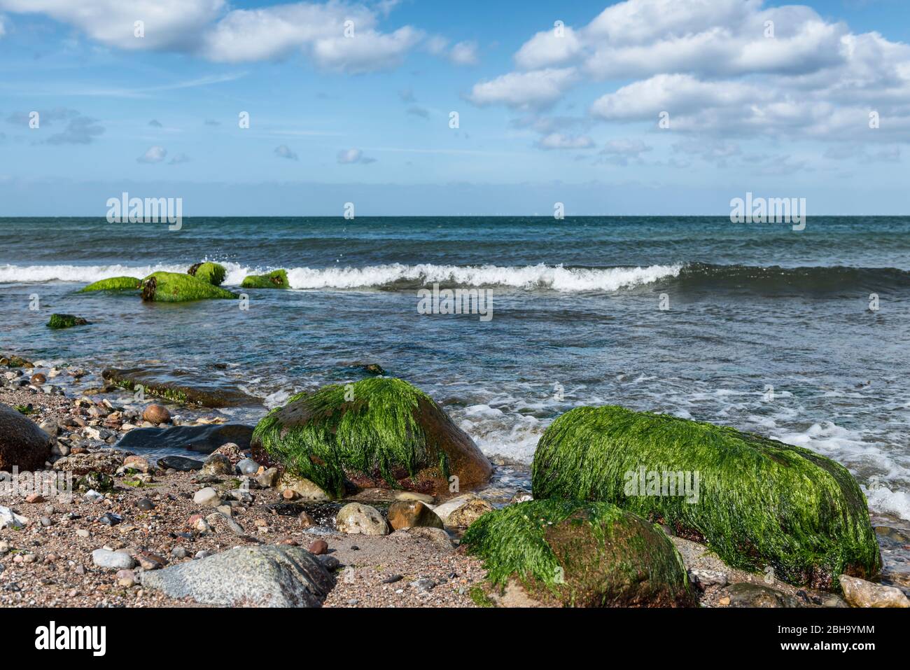Île Fehmarn, Schleswig-Holstein, Allemagne du Nord, Allemagne, pierres couvertes d'algues sur la plage de la mer Baltique Banque D'Images