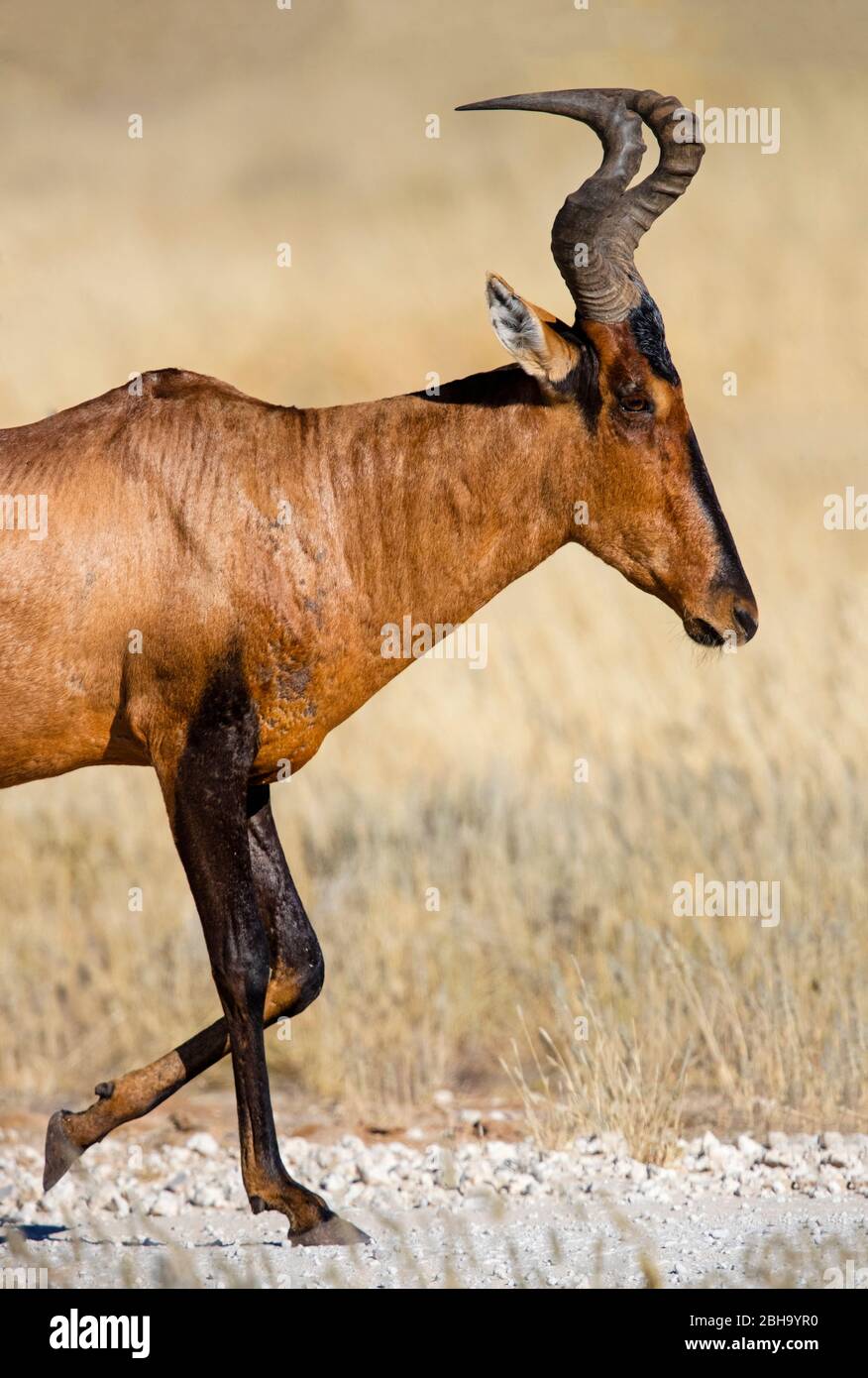 Vue de profil de Red hartebeest (Alcelaphus buselaphus caama) Kgalagadi TransFrontier Park, Namibie, Afrique Banque D'Images