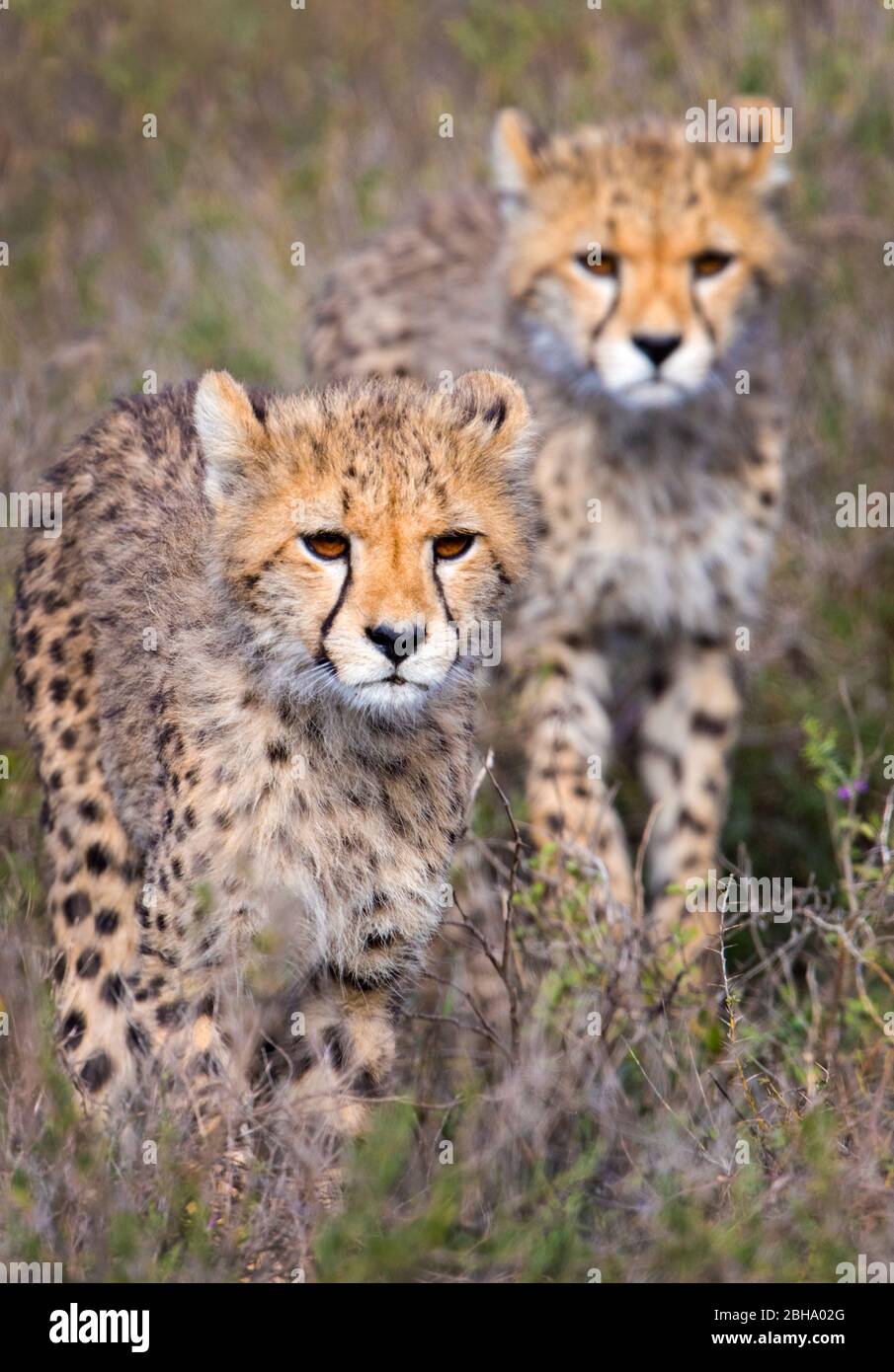 Vue sur deux jeunes Cheetahs (Acinonyx jubatus), Ngorongoro conservation Area, Tanzanie, Afrique Banque D'Images