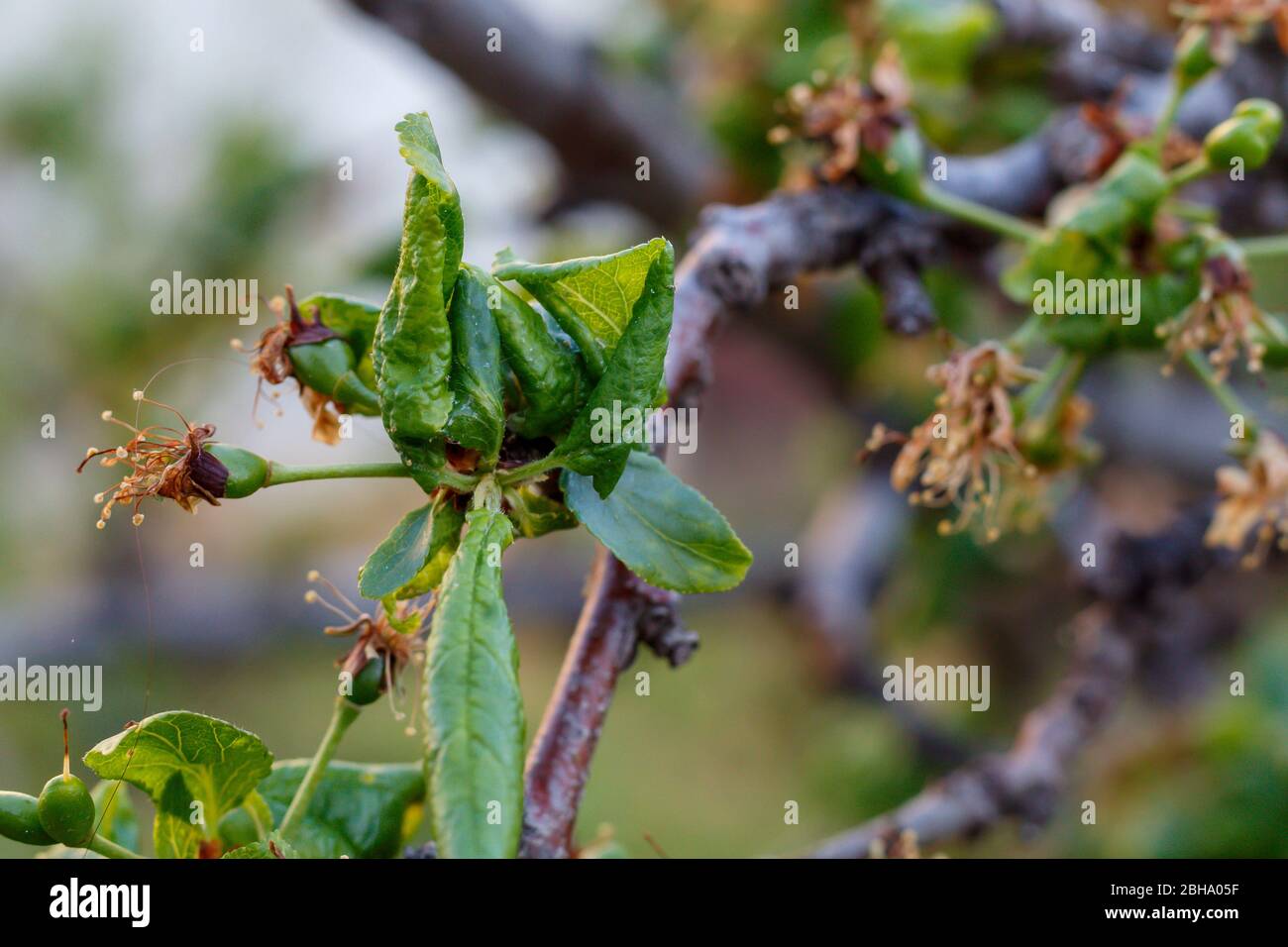 Branche de prune avec feuilles froissées affectées par la maladie Banque D'Images