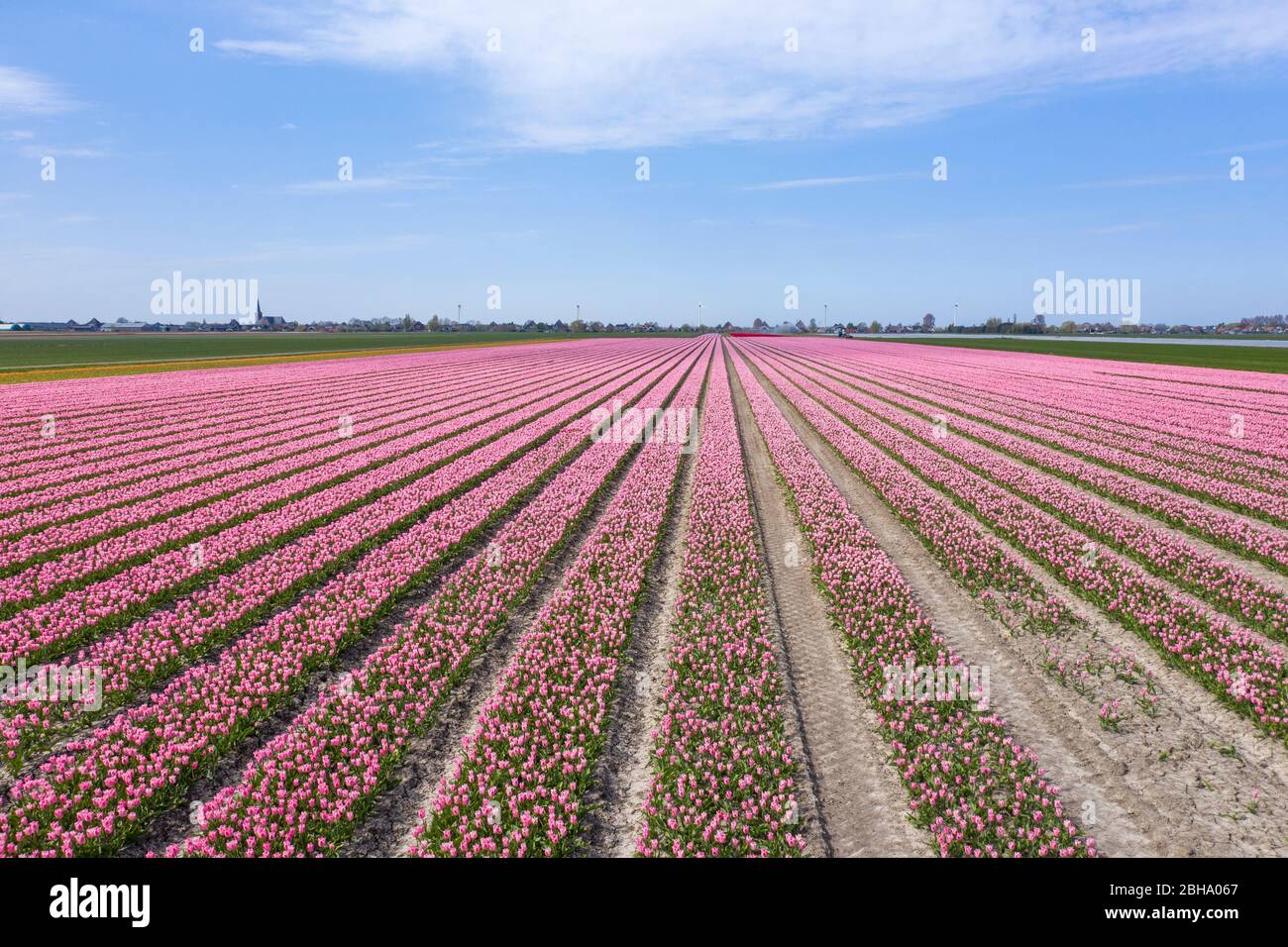 PNK champ de tulipe au printemps. Prenez des photos avec un drone Banque D'Images