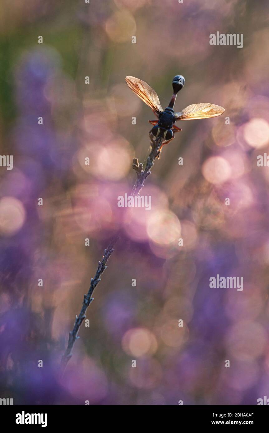 Fliy à tête épaisse sombre, Physocephala rufipes sur une tige Banque D'Images