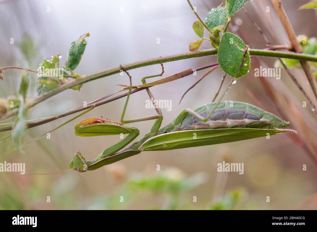 Mantis religiosa Mante religieuse européenne, Banque D'Images