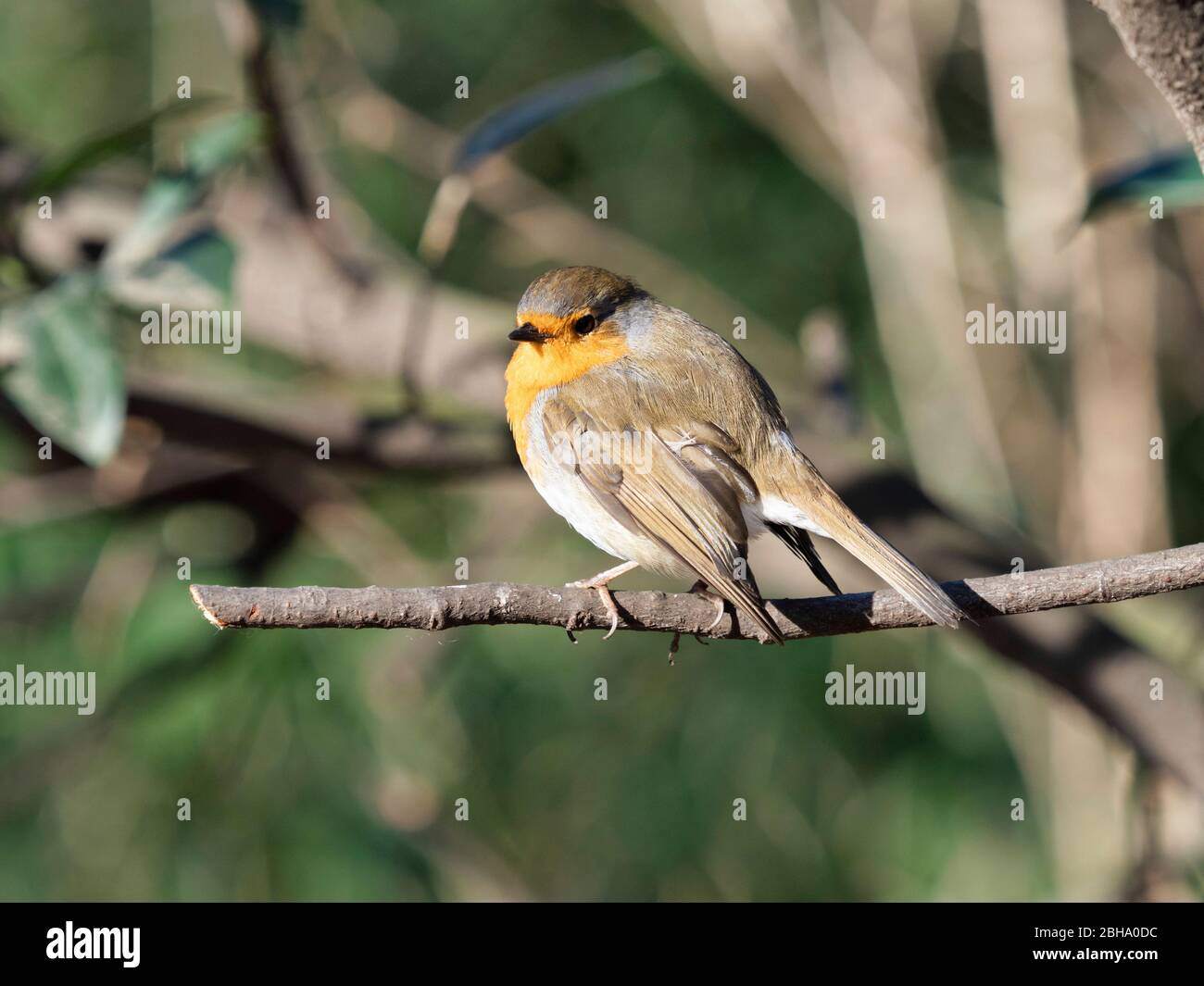 Robin, Erithacus rubecula aux abords, sur une branche Banque D'Images