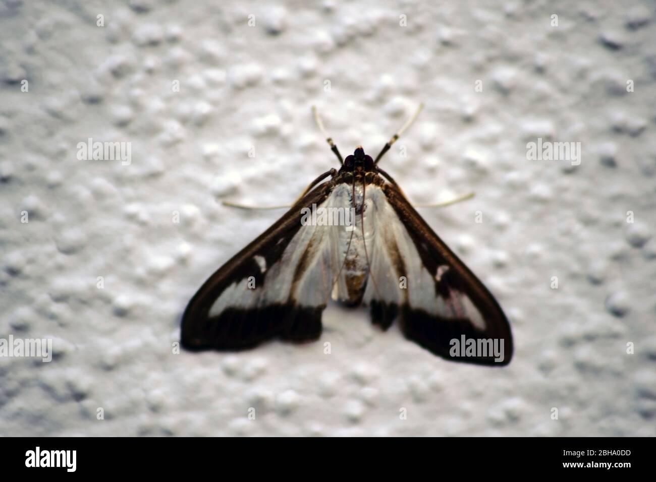 Gros plan d'une macro d'un papillon sur un arbre fort granuleux blanc mur. Banque D'Images